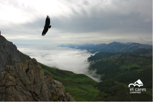 Buitre_leonado_sobrevolando_Caben_de_Remoña