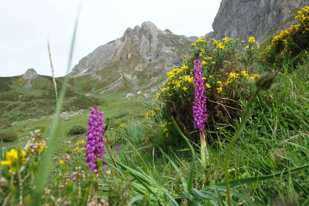 DEDOS_CITRINOS_(ORQUÍDEA)_con_los_Picos_de_Europa_de_fondo