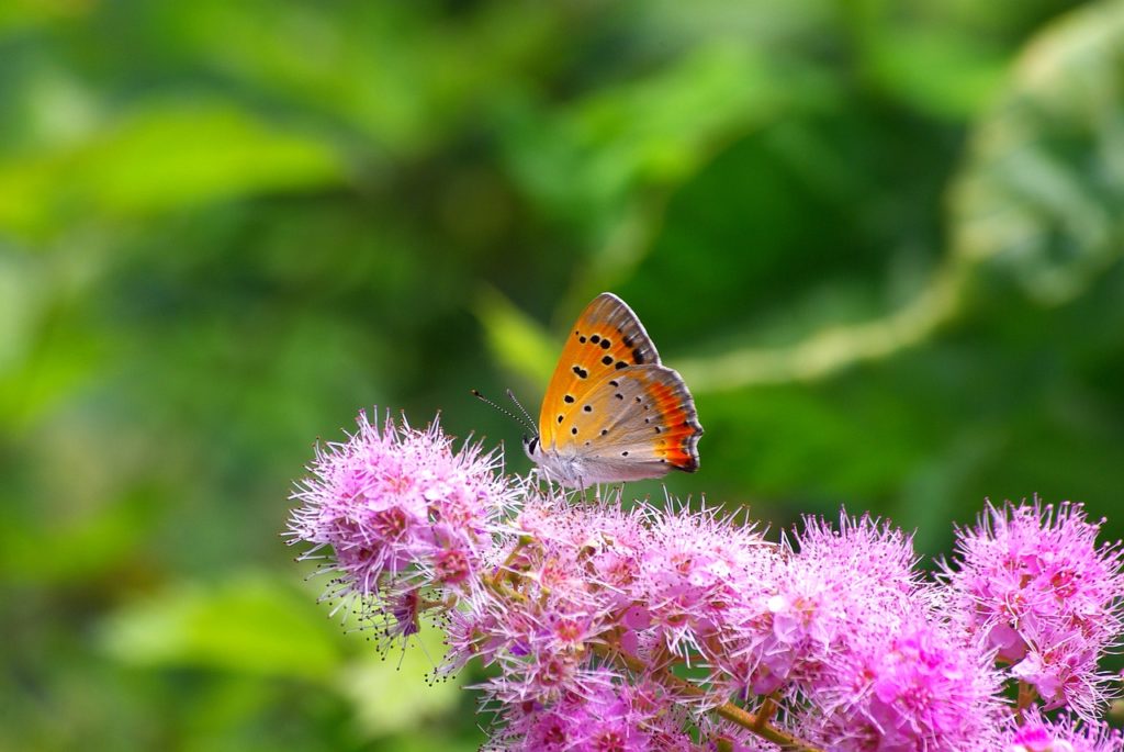 mariposa naranja sobre flor lila picos de europa