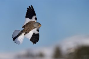 Alpine_Sparrow