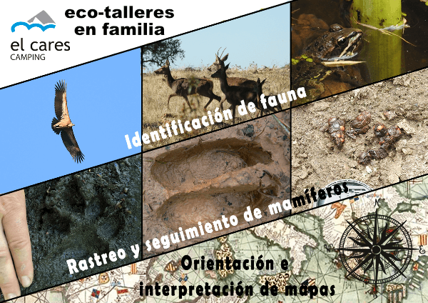 talleres en familia fauna y flora picos europa