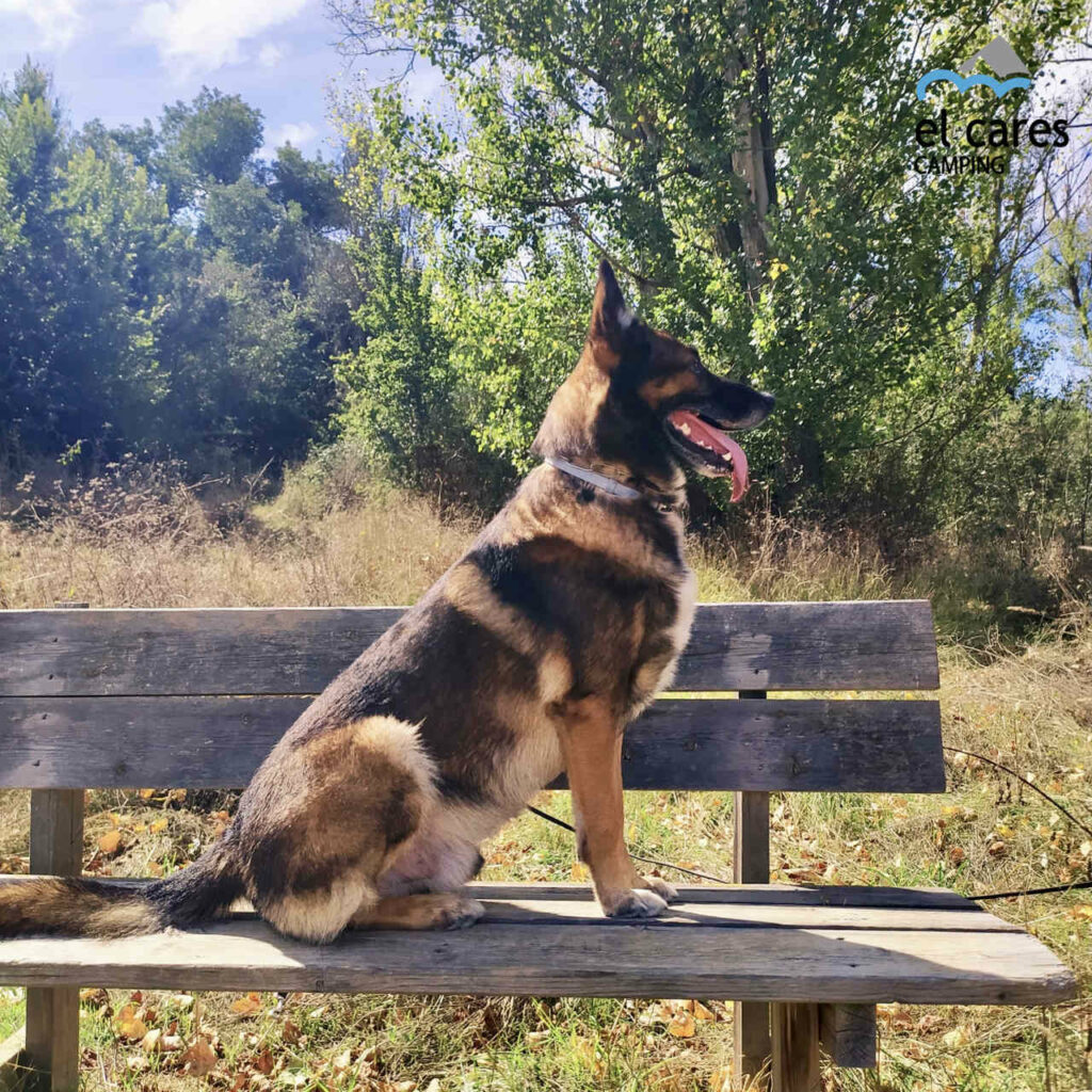 Curso adiestramiento canino pastor alemán naturaleza Valle de Valdeón