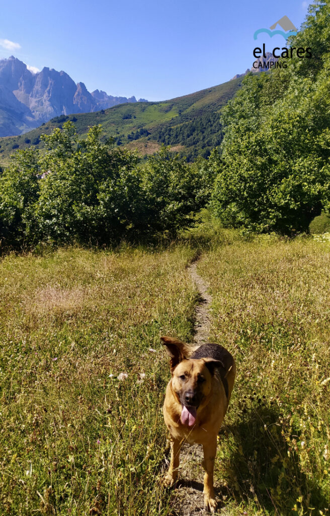 de ruta con tu perro