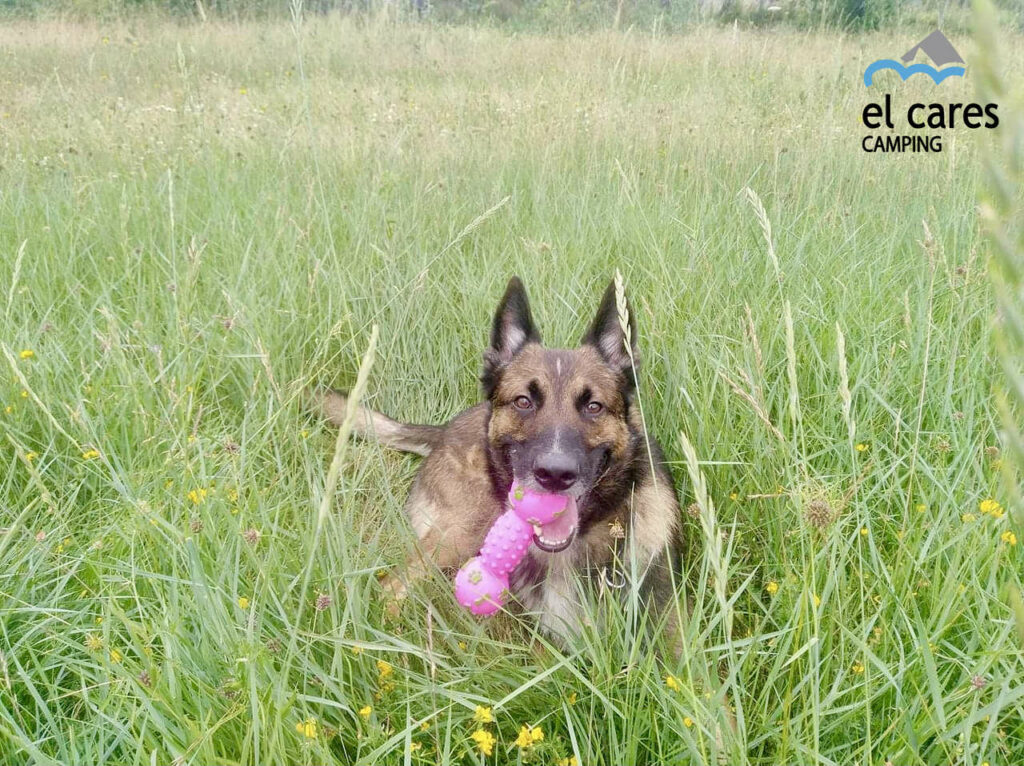 Camping con perros en León